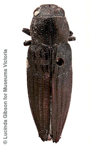Notobubastes costatus, NMV T-10703, female, holotype from WA, adapted from original, CC BY 4.0, photo by Lucinda Gibson for Museums Victoria